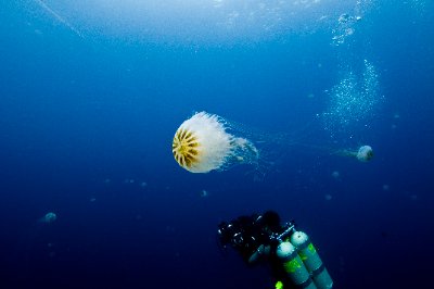 jellyfish swimming by a diver
