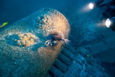 ionfish resting near a wreck