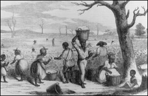 Pre-War engraving of slaves working in a Georgia cotton field. Courtesy Library of Congress