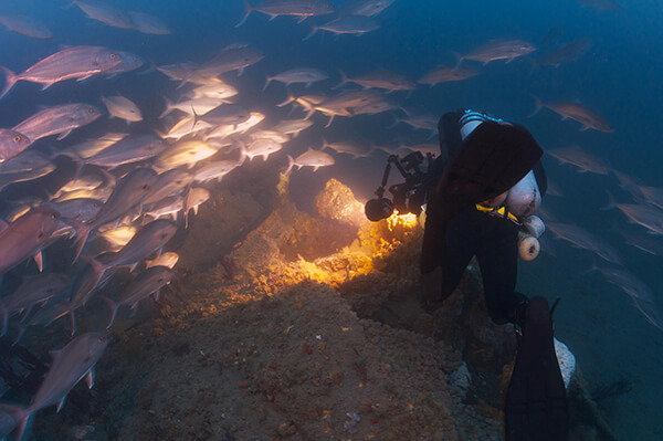 A diver shining a light onto a nearby school of fish
