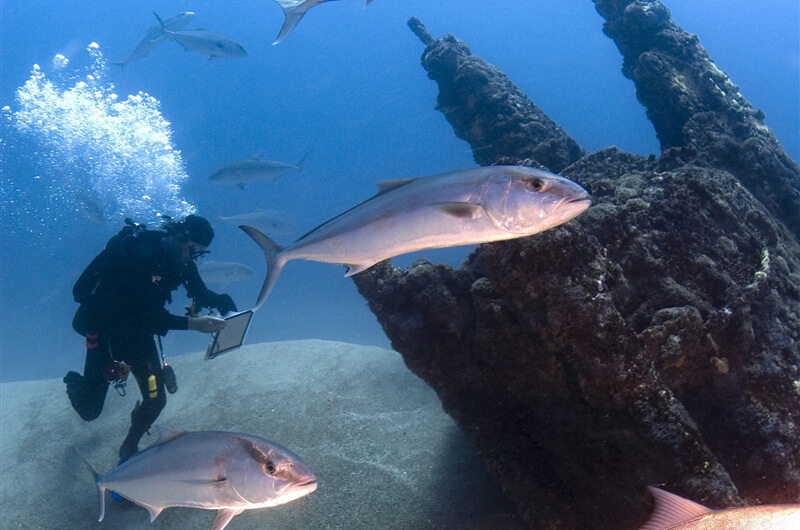 A diver looks at the wreck of the monitor as fish swim around