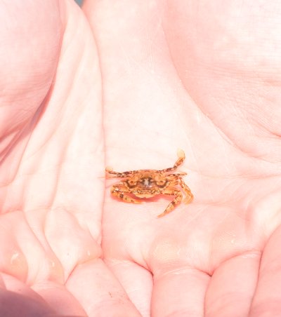 small crab in a person's hand