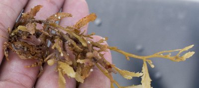 crab hiding under kelp