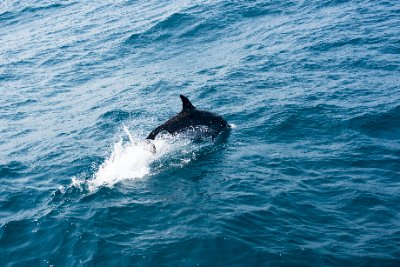 dolphin swimming