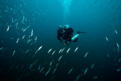 diver surrounded by fish