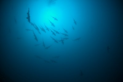 A school of sharks circle above a wreck