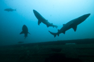 A small group of sharks swim near a wreck