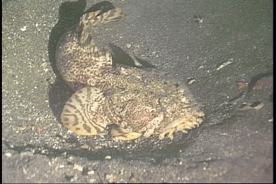 A toad fish