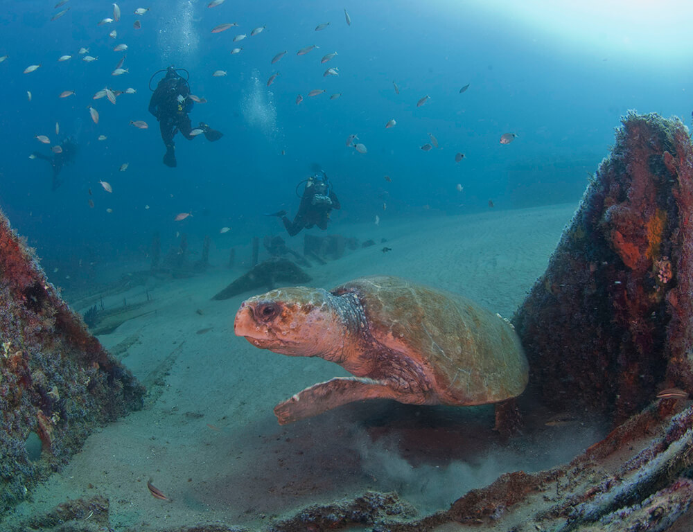 an image of turtle swimming near the reef