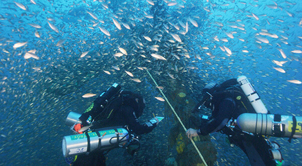 Divers examen a shipwreck while surround by fish