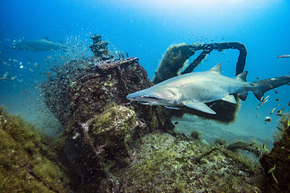 A sand tiger shark swims in the foreground with the Tarpon's dive planes in the background