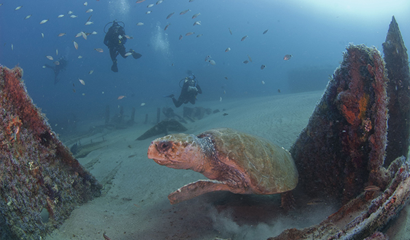 Sea turtle visits the wreck of the <i>Ashkhabad</i>. Photo: NOAA