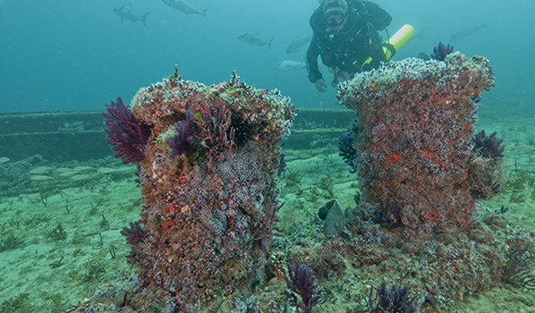 Beautiful corals growing on the remains of Ashkhabad. Photo: NOAA