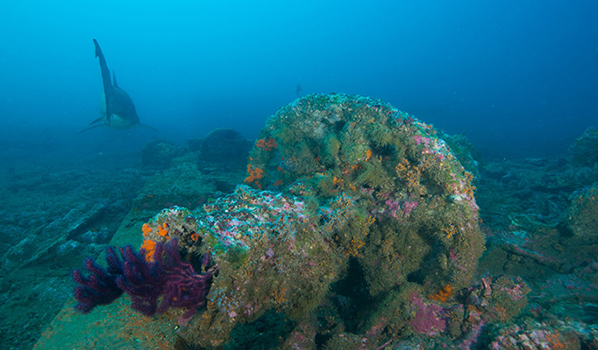 There is rich and diverse marine life on Caribsea. Photo: NOAA