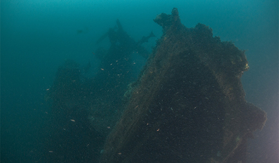 underwater image of San Delfino