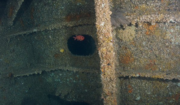 Intact stern section of the Naeco